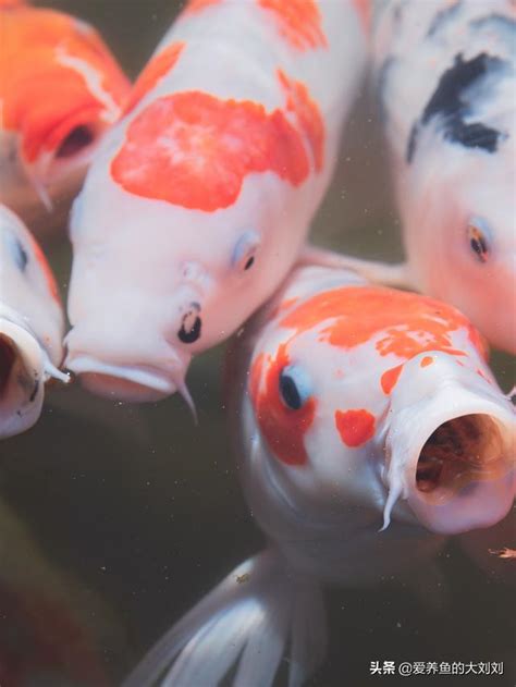 錦鯉要養幾隻|飼養錦鯉方法 生活習性解析 – 寵物百科